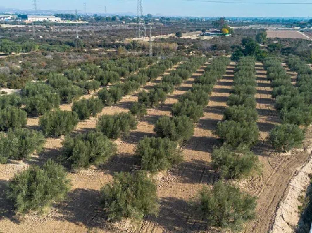 Terreno en venta en Crevillente, Alicante photo 4