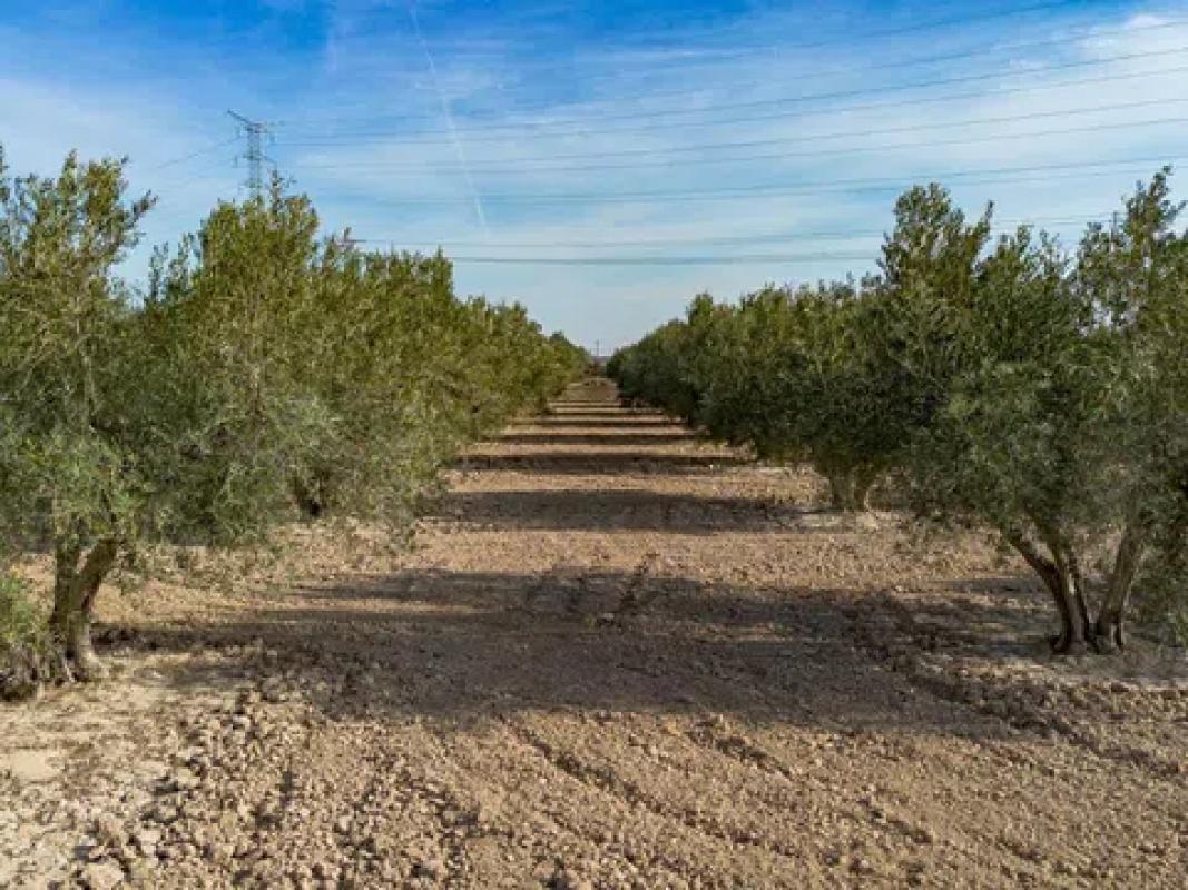 Terreno en venta en Crevillente, Alicante photo 5