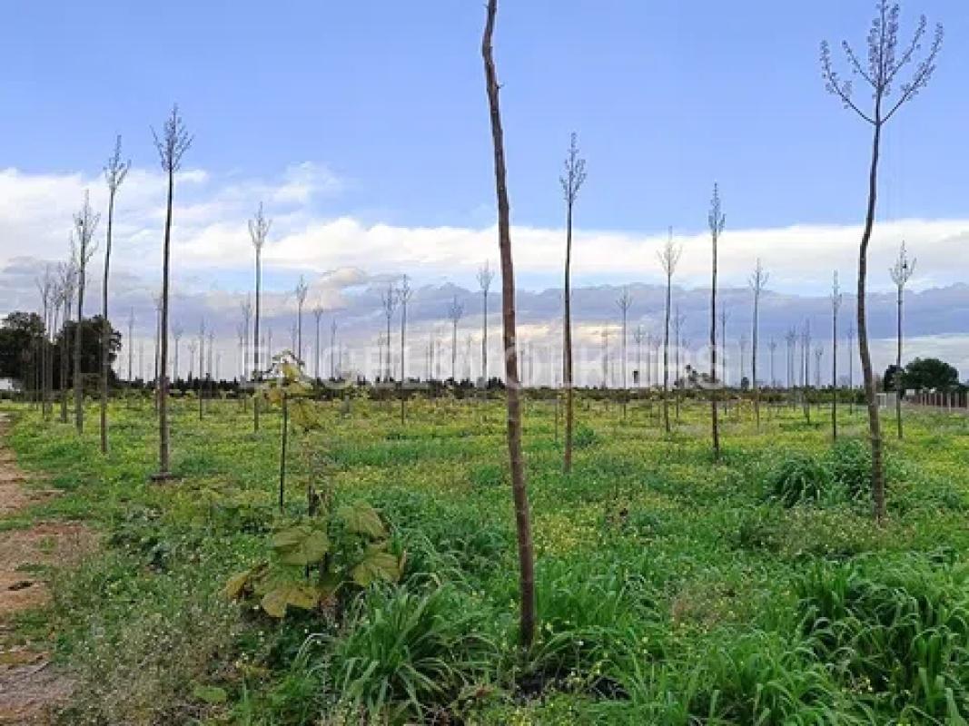 Terreno en venta en Denia, Alicante photo 2