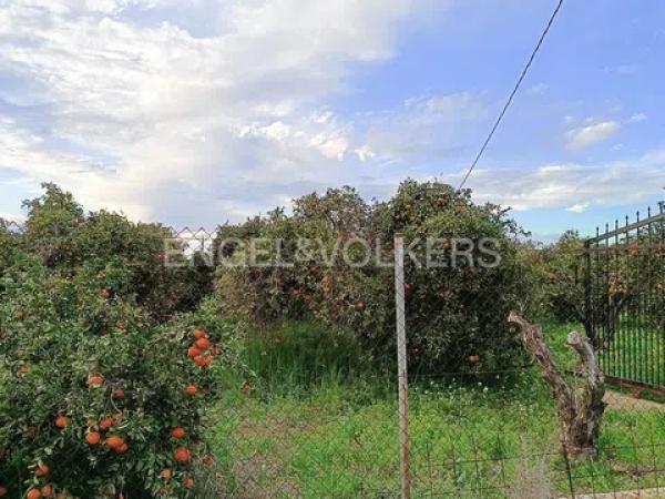 Terreno en Barrio Les Bassetes-El Marjal photo 4