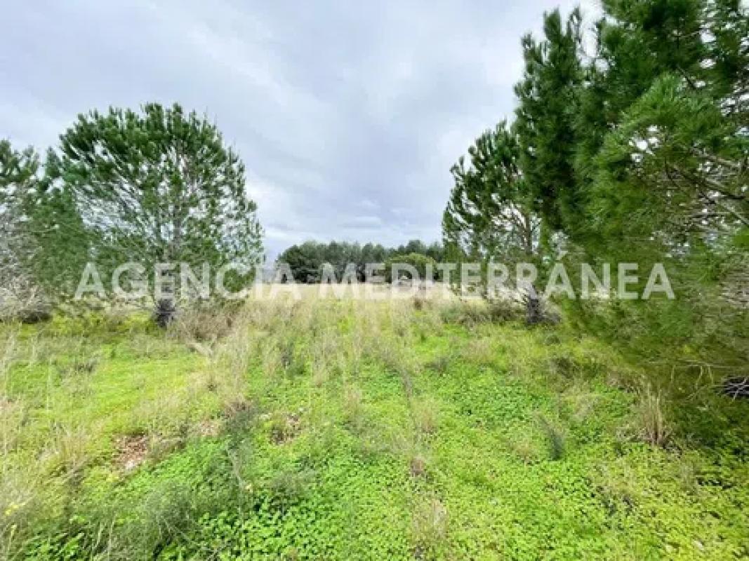 Land for sale in Beniarbeig, Alicante photo 1