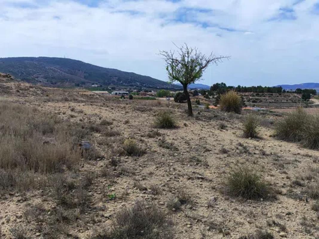 Terreno en venta en Pinoso, Alicante photo 3