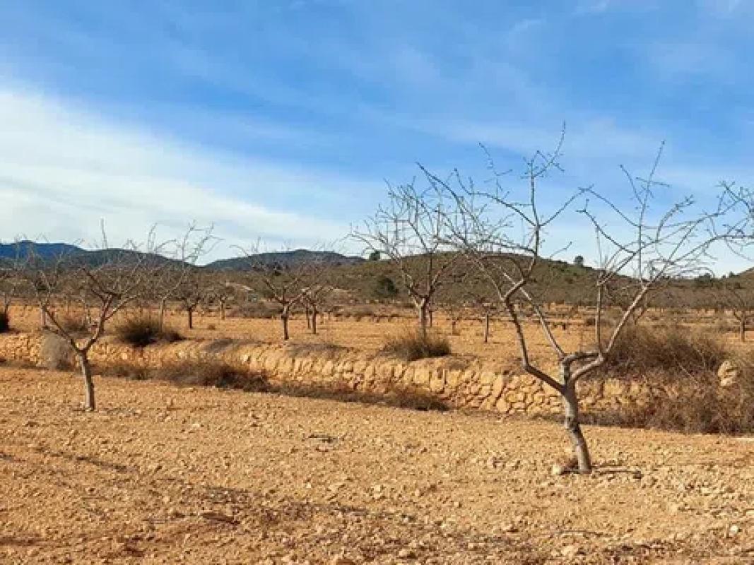 Terreno en venta en Pinoso, Alicante photo 3