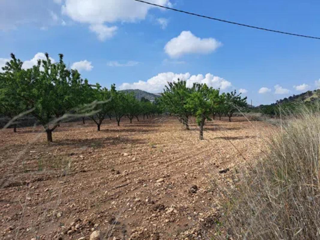 Terreno en venta en Pinoso, Alicante photo 1