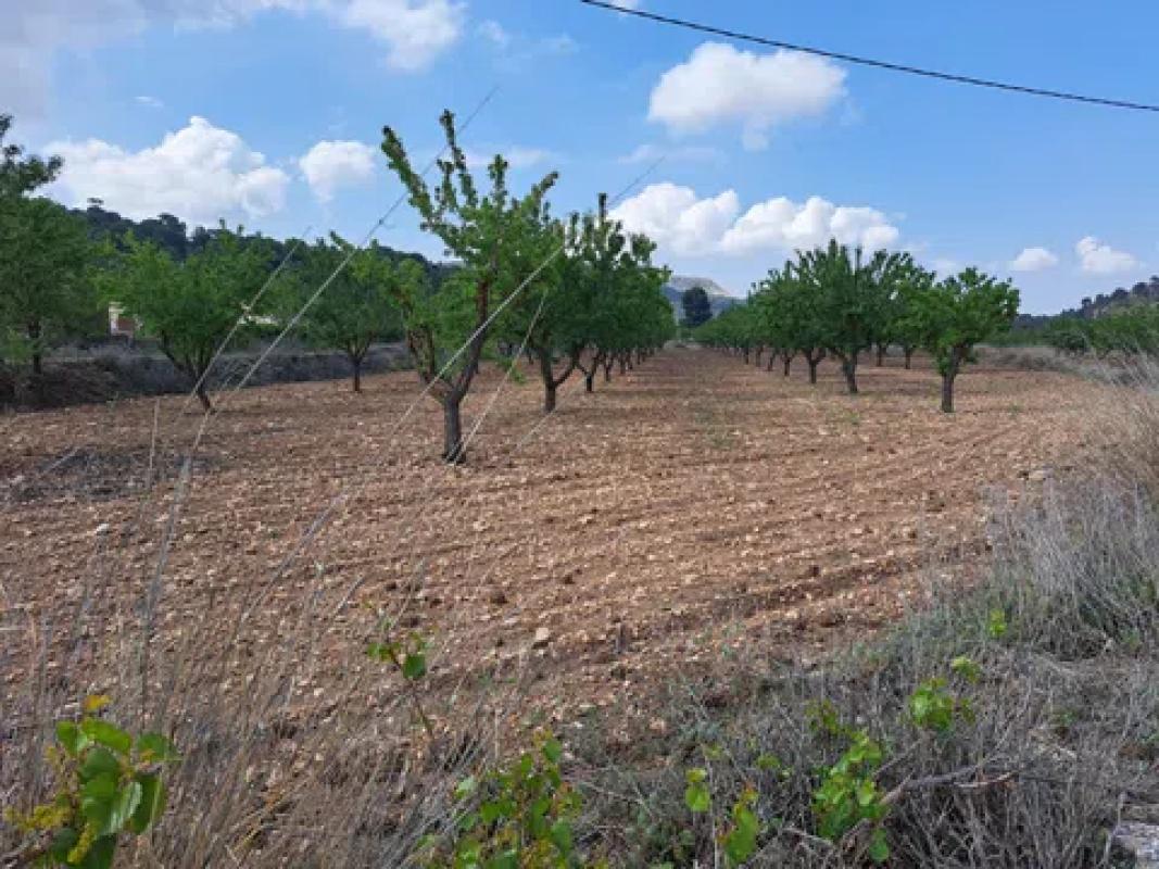 Terreno en venta en Pinoso, Alicante photo 2