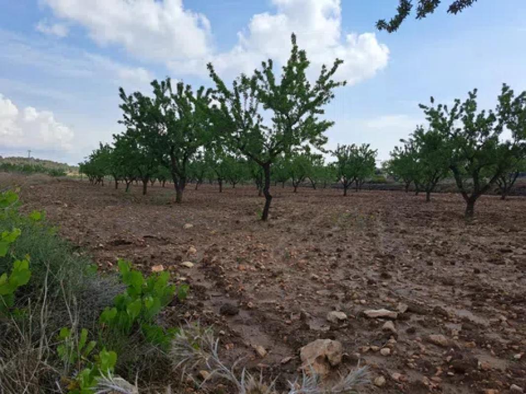 Terreno en venta en Pinoso, Alicante photo 4