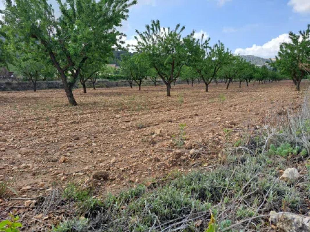 Terreno en venta en Pinoso, Alicante photo 5