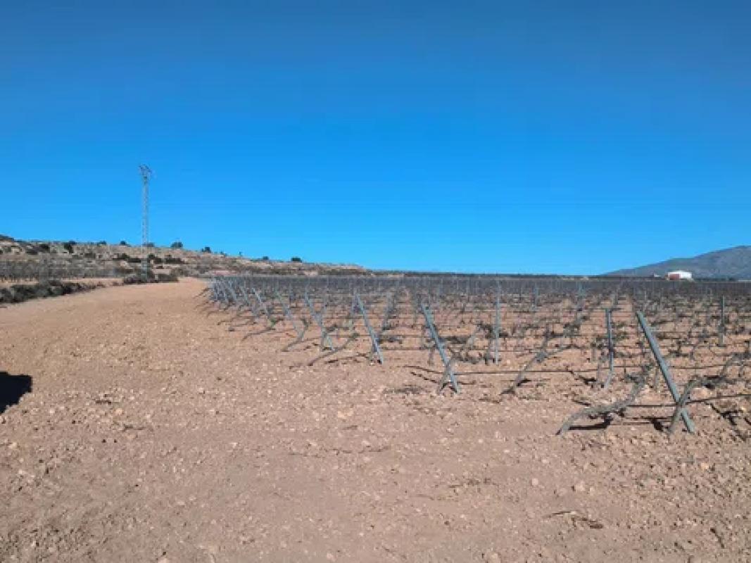 Land for sale in Pinoso, Alicante photo 2