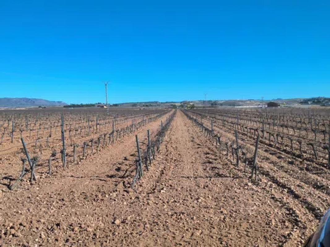 Land for sale in Pinoso, Alicante photo 3