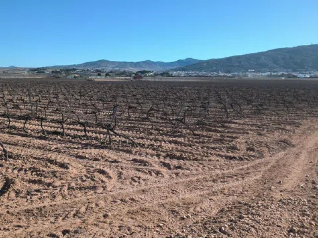Land for sale in Pinoso, Alicante photo 4