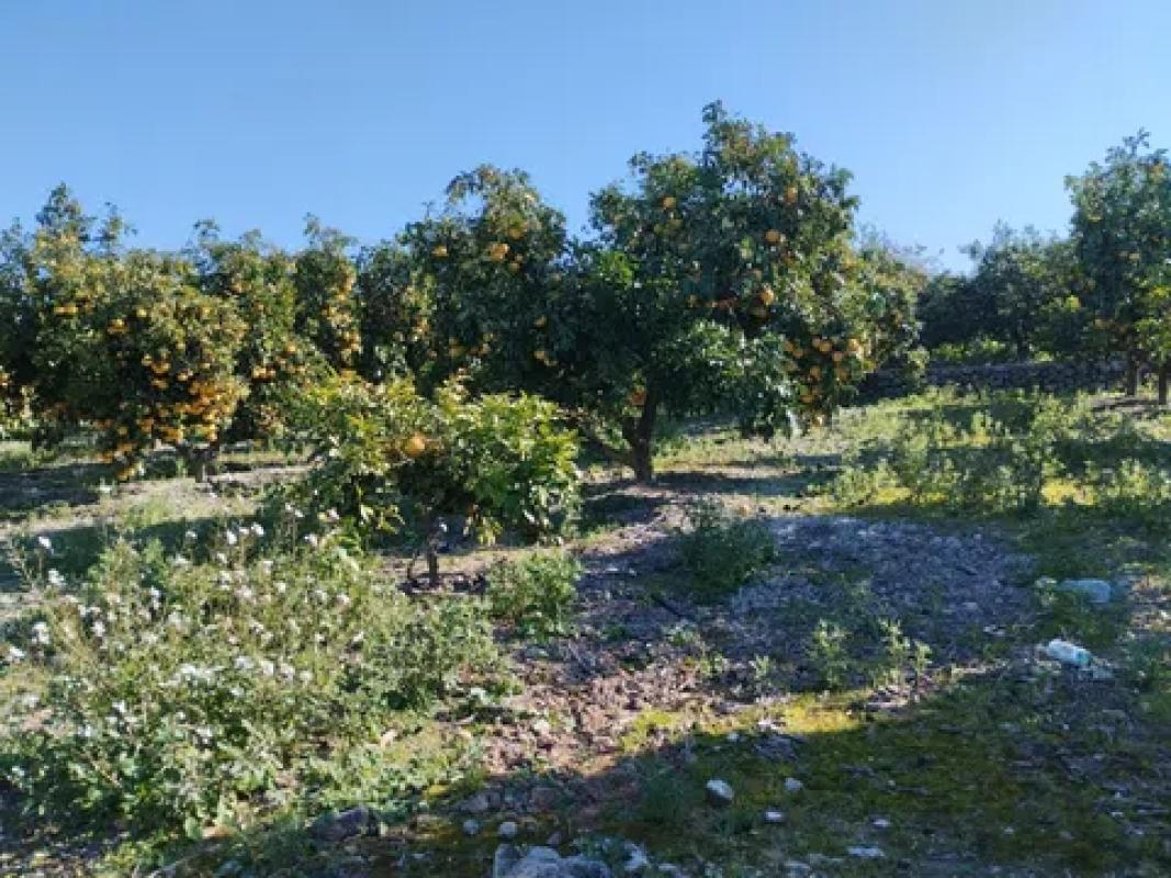 Terreno en venta en Pego, Alicante photo 2