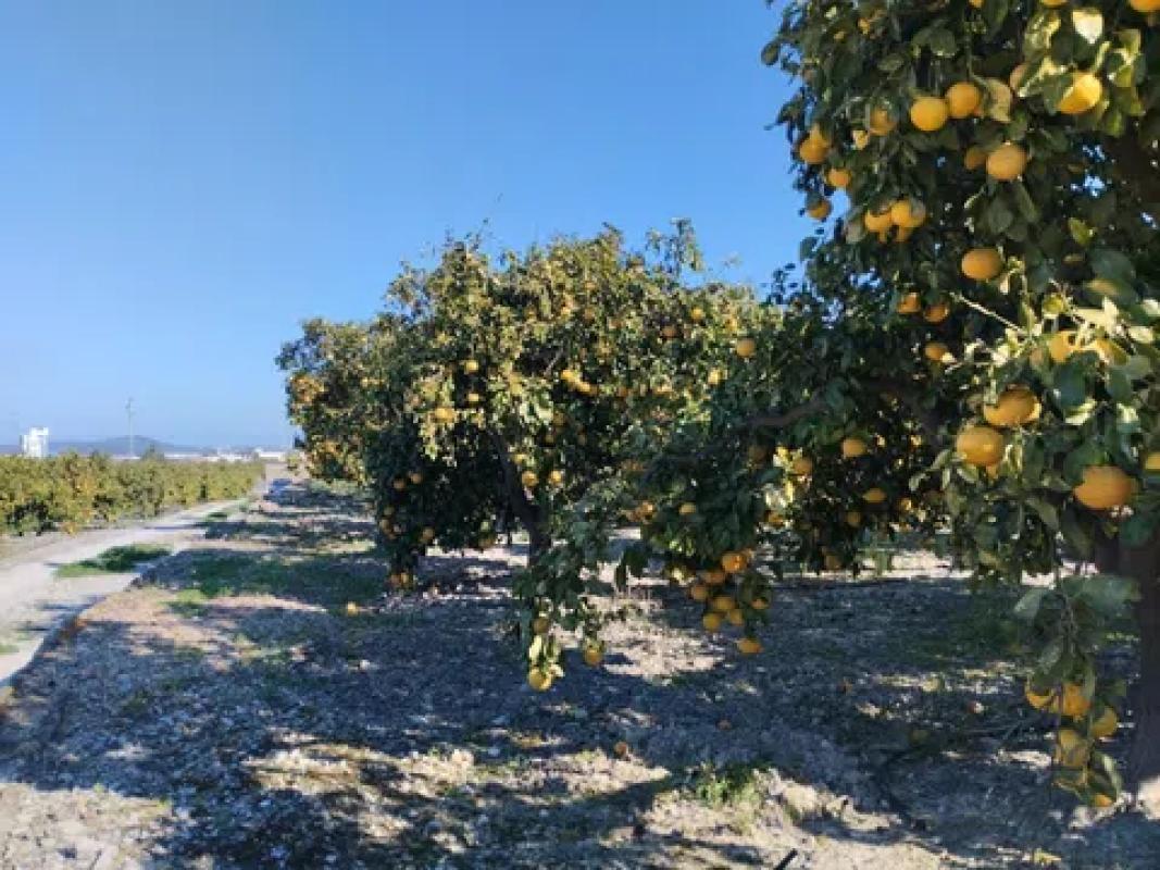 Terreno en venta en Pego, Alicante photo 4