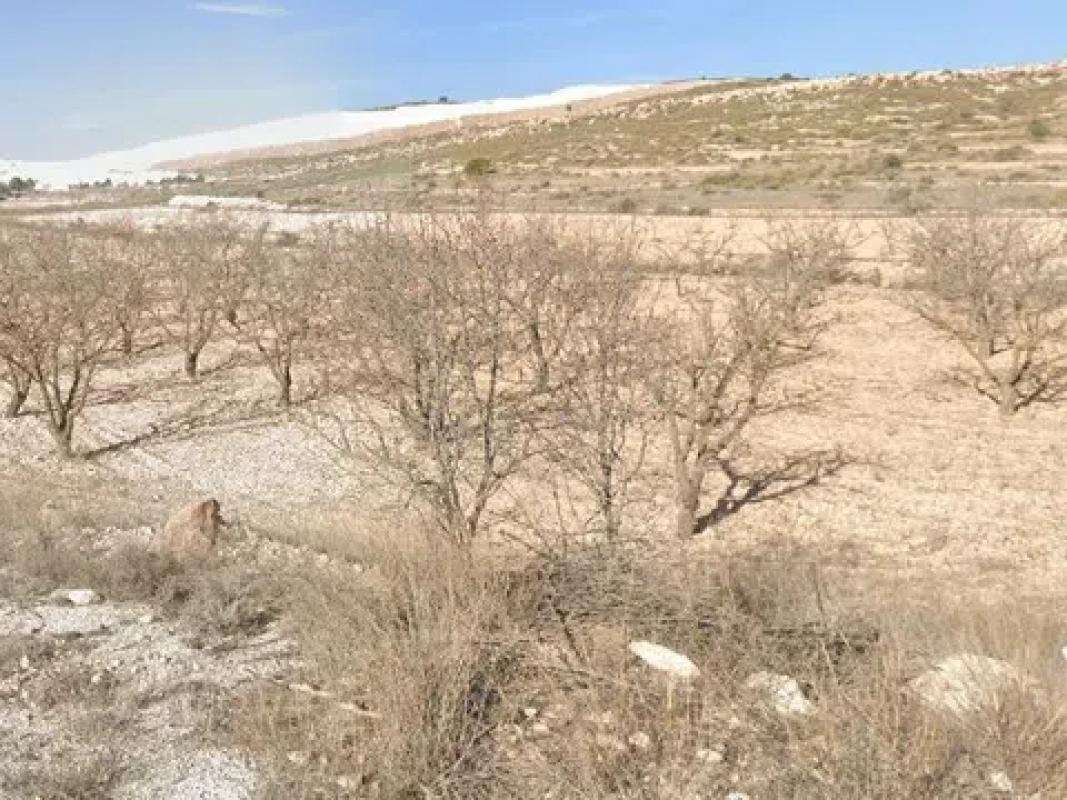 Terreno en venta en Pinoso, Alicante photo 1