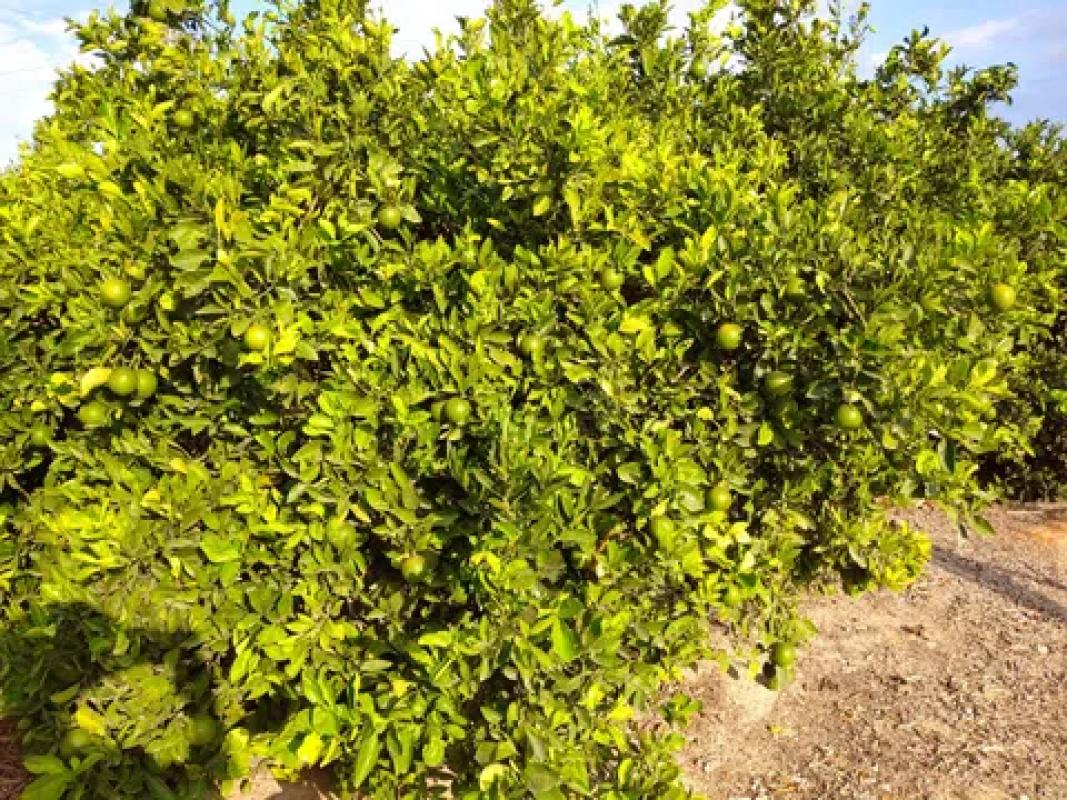 Terreno en venta en Benejuzar, Alicante photo 2