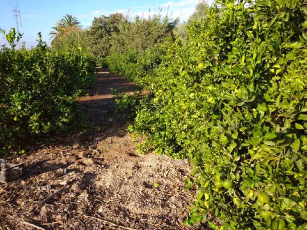 Terreno en venta en Benejuzar, Alicante photo 3