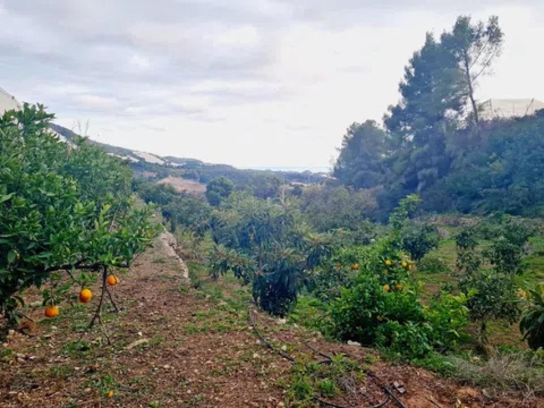 Terreno en venta en Callosa d''En Sarria, Alicante photo 5