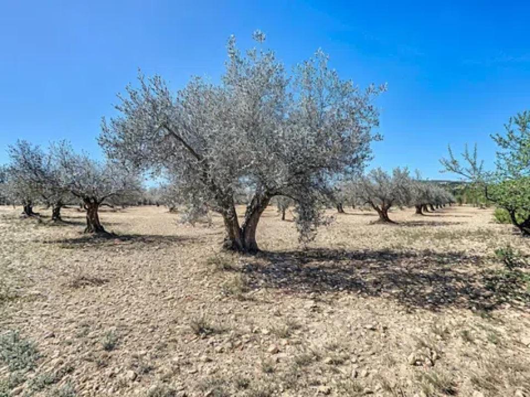 Land for sale in Castalla, Alicante photo 1