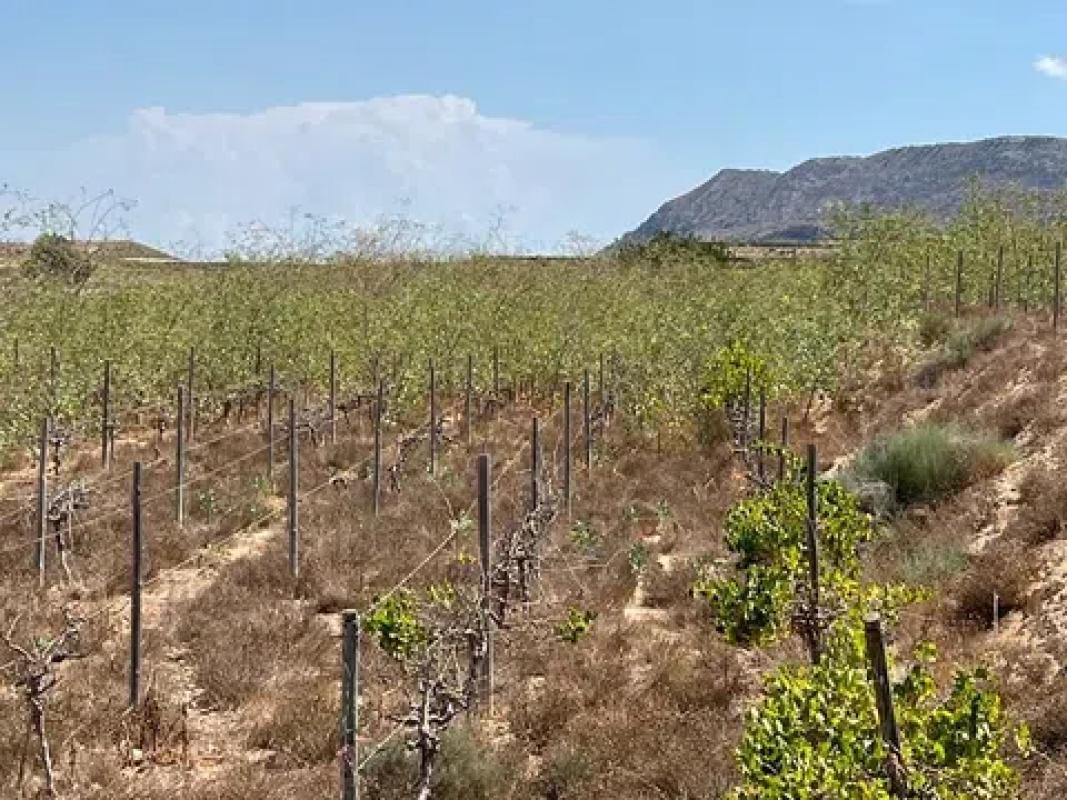 Land for sale in Monforte del Cid, Alicante photo 3