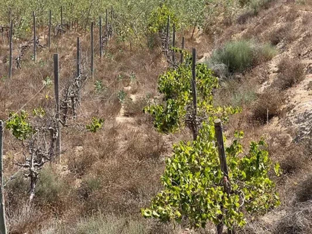 Land for sale in Monforte del Cid, Alicante photo 5