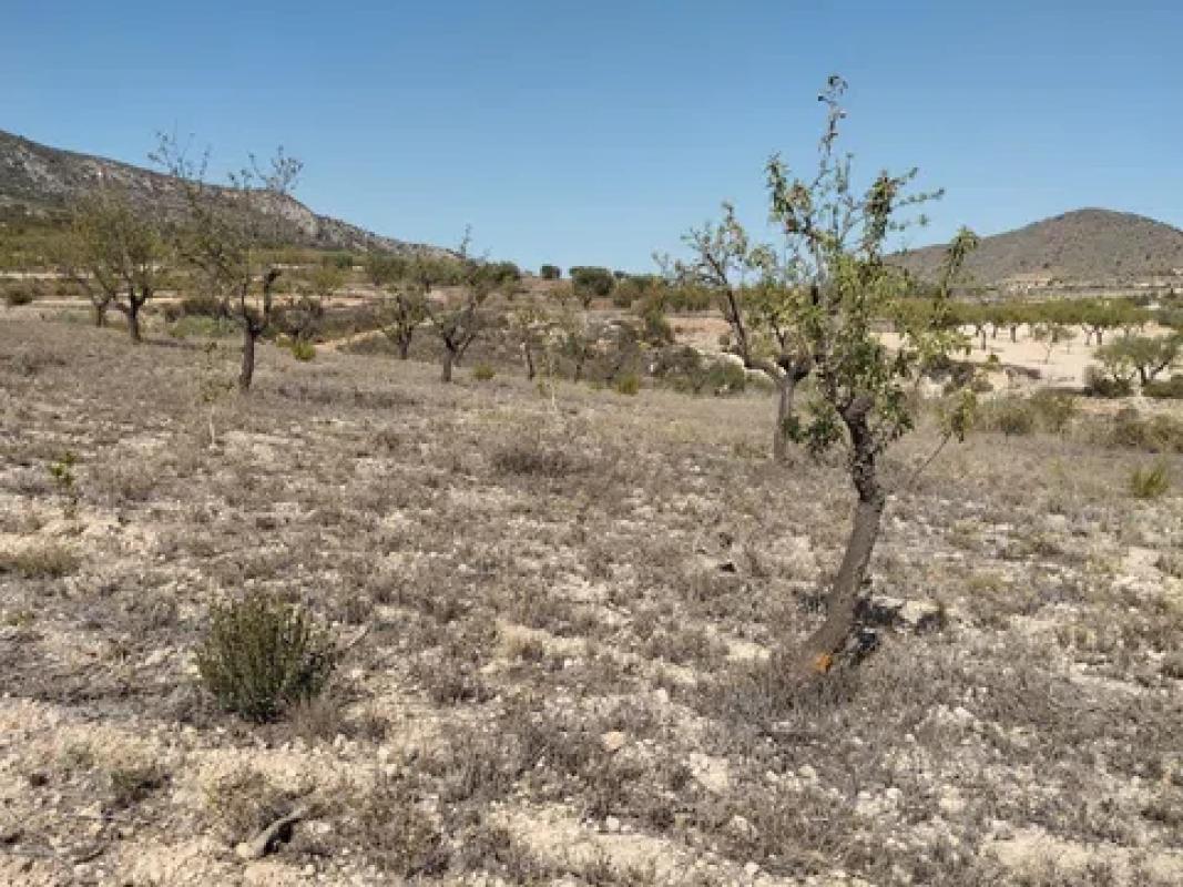 Terreno en venta en La Romana, Alicante photo 2