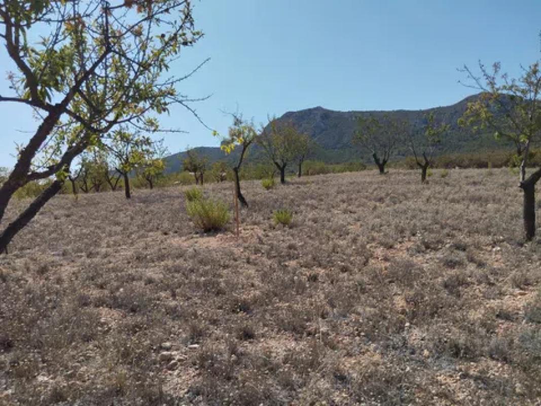 Terreno en venta en La Romana, Alicante photo 3