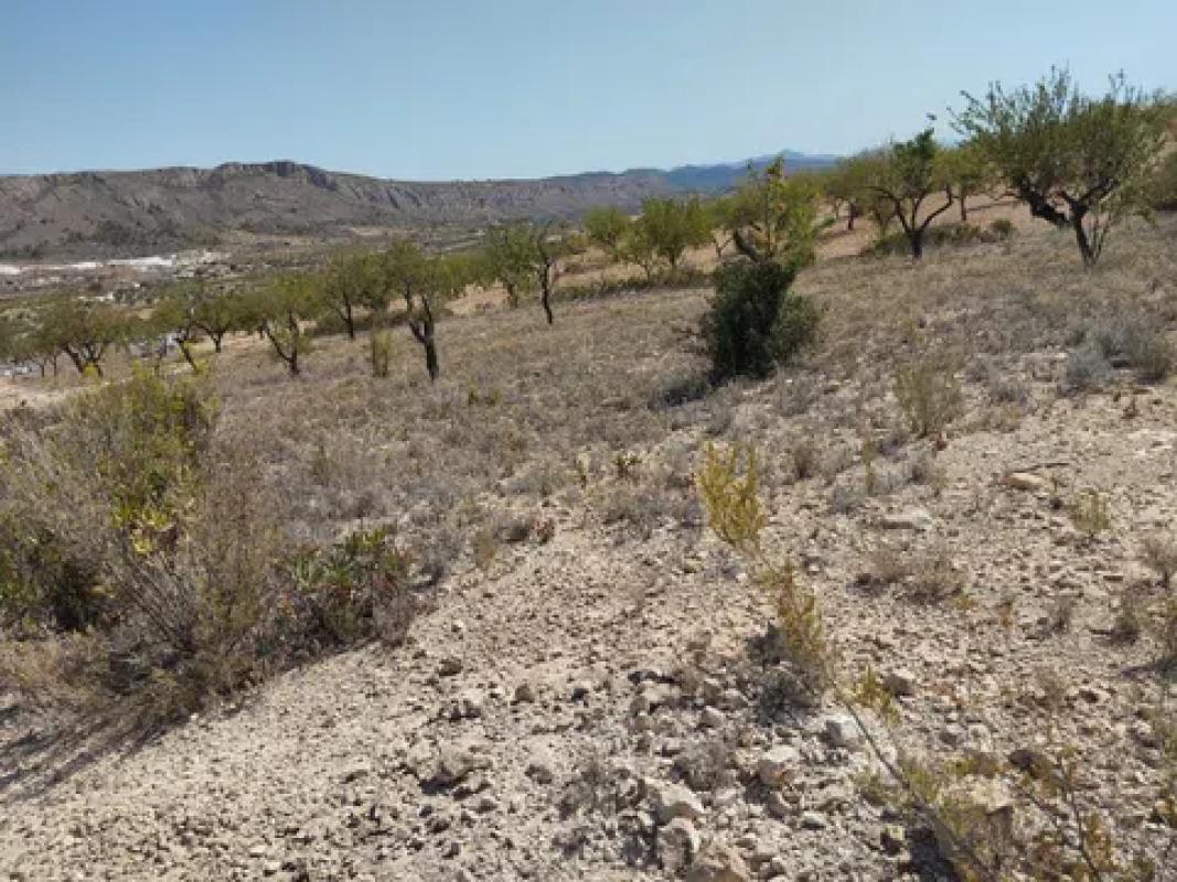 Terreno en venta en La Romana, Alicante photo 5