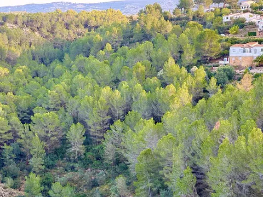 Land for sale in Benidoleig, Alicante photo 3