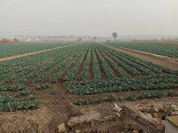 Terreno en San Fulgencio photo 1