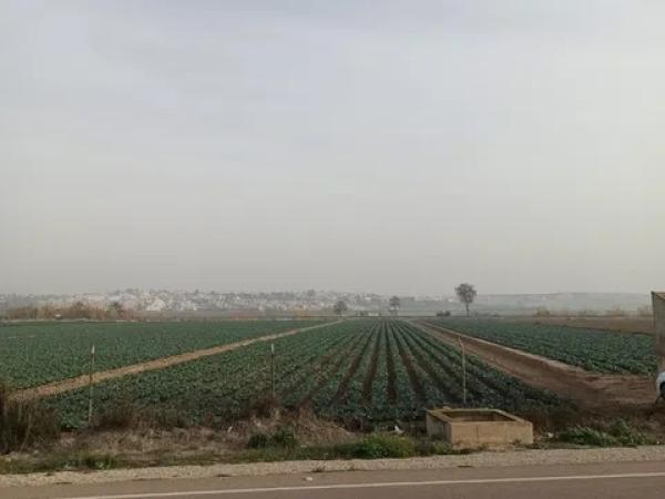 Terreno en San Fulgencio photo 2