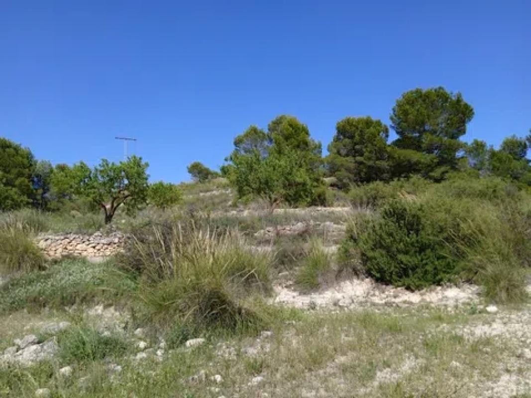 Land for sale in Pinoso, Alicante photo 1