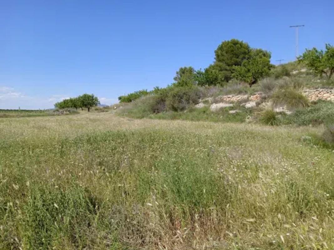 Land for sale in Pinoso, Alicante photo 2
