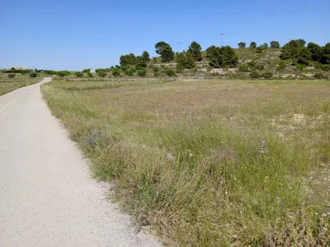 Land for sale in Pinoso, Alicante photo 3