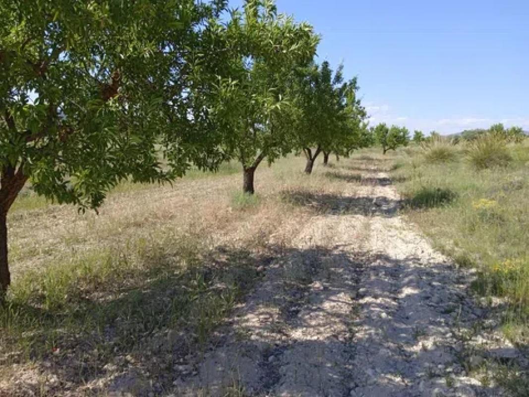 Land for sale in Pinoso, Alicante photo 4