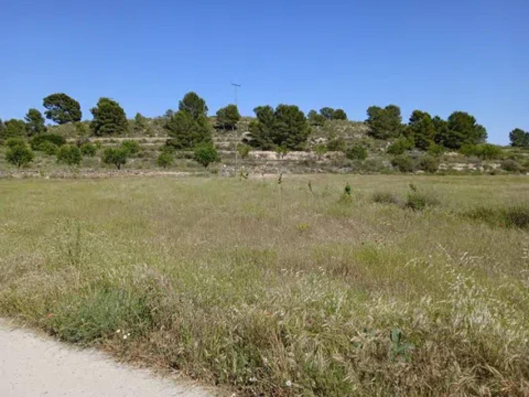 Land for sale in Pinoso, Alicante photo 5