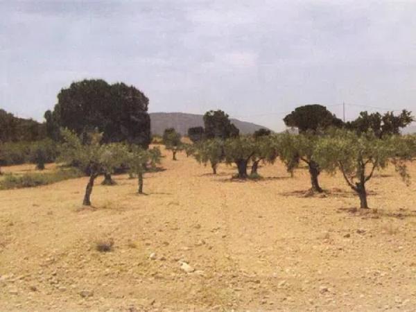 Terreno en Biar photo 4
