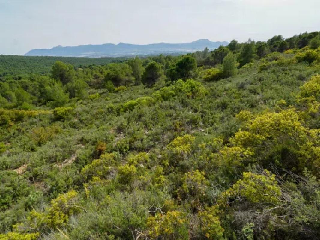 Terreno en venta en Ibi, Alicante photo 1