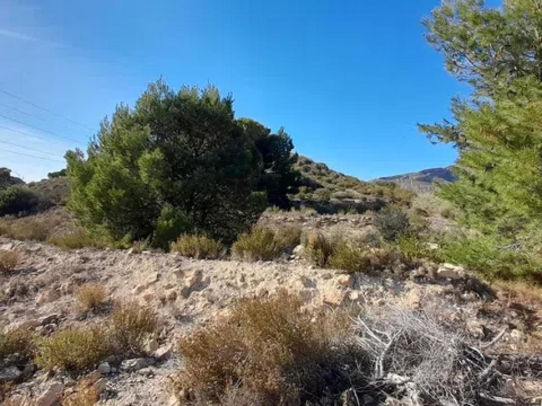 Land for sale in Novelda, Alicante photo 5