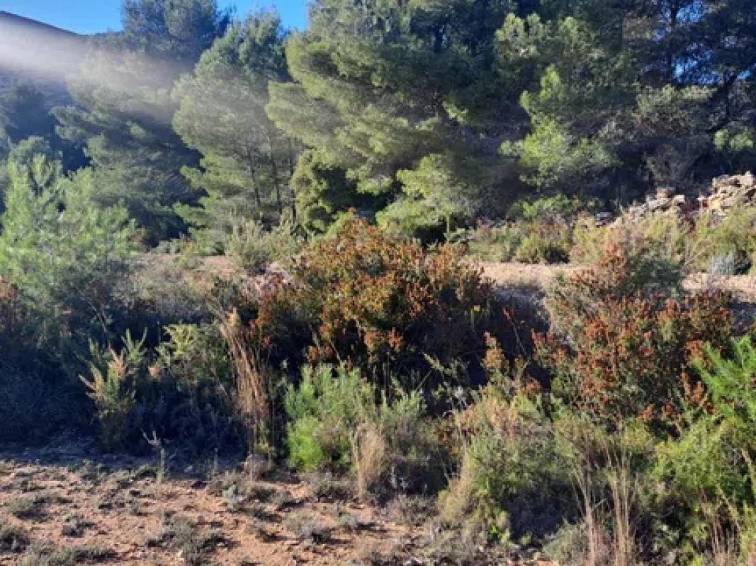 Terreno en venta en Mutxamel, Alicante photo 5