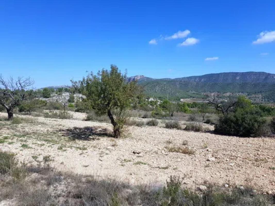 Land for sale in Monovar, Alicante photo 3