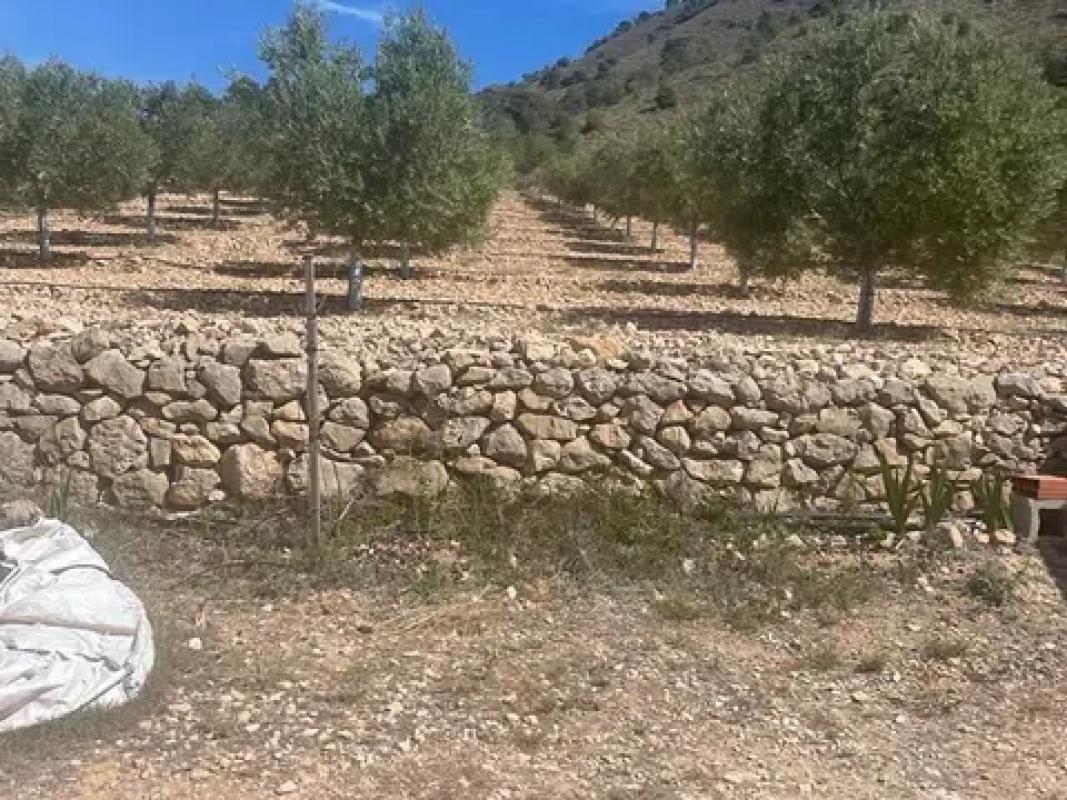 Terreno en venta en La Romana, Alicante photo 3