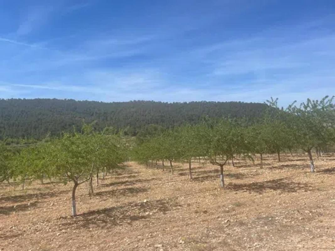 Terreno en venta en La Romana, Alicante photo 5