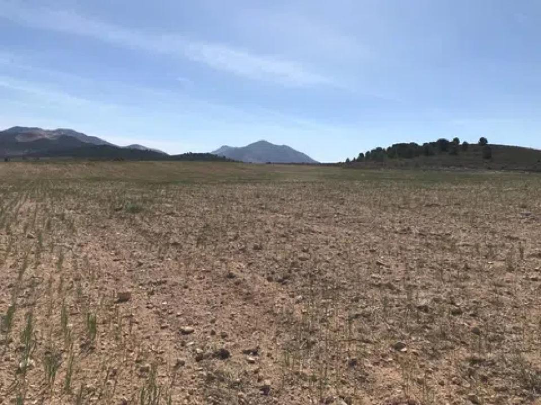 Land for sale in Pinoso, Alicante photo 2