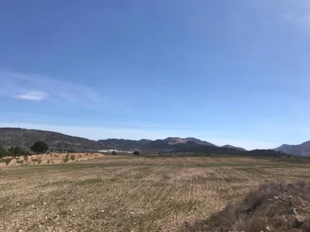 Land for sale in Pinoso, Alicante photo 3