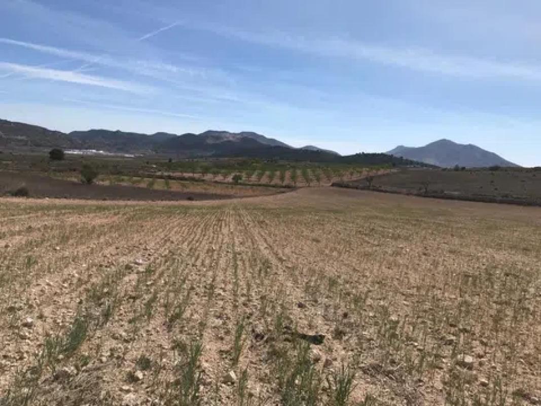Land for sale in Pinoso, Alicante photo 5