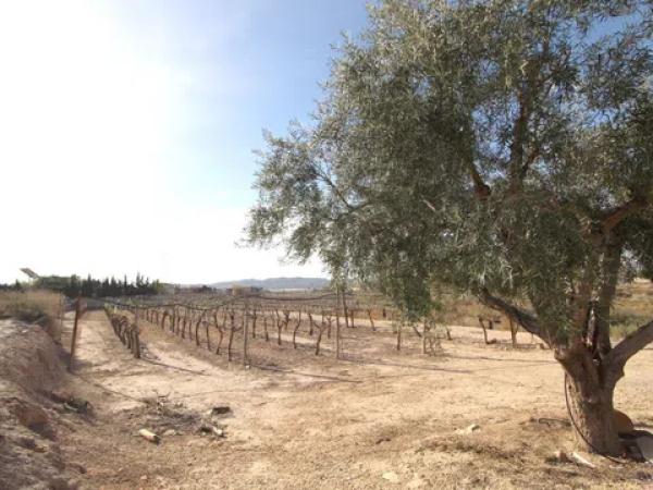 Terreno en Monforte del Cid photo 2
