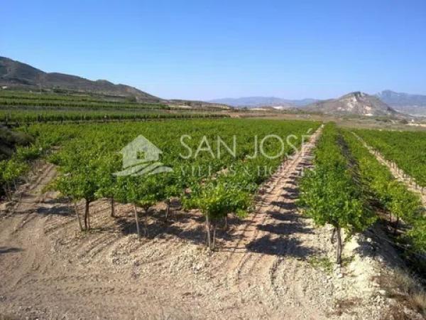 Terreno en Novelda photo 2