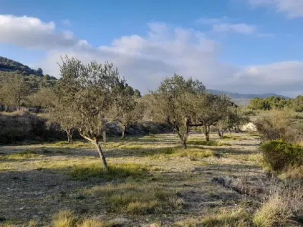 Terreno en Cv-711 s/n photo 4