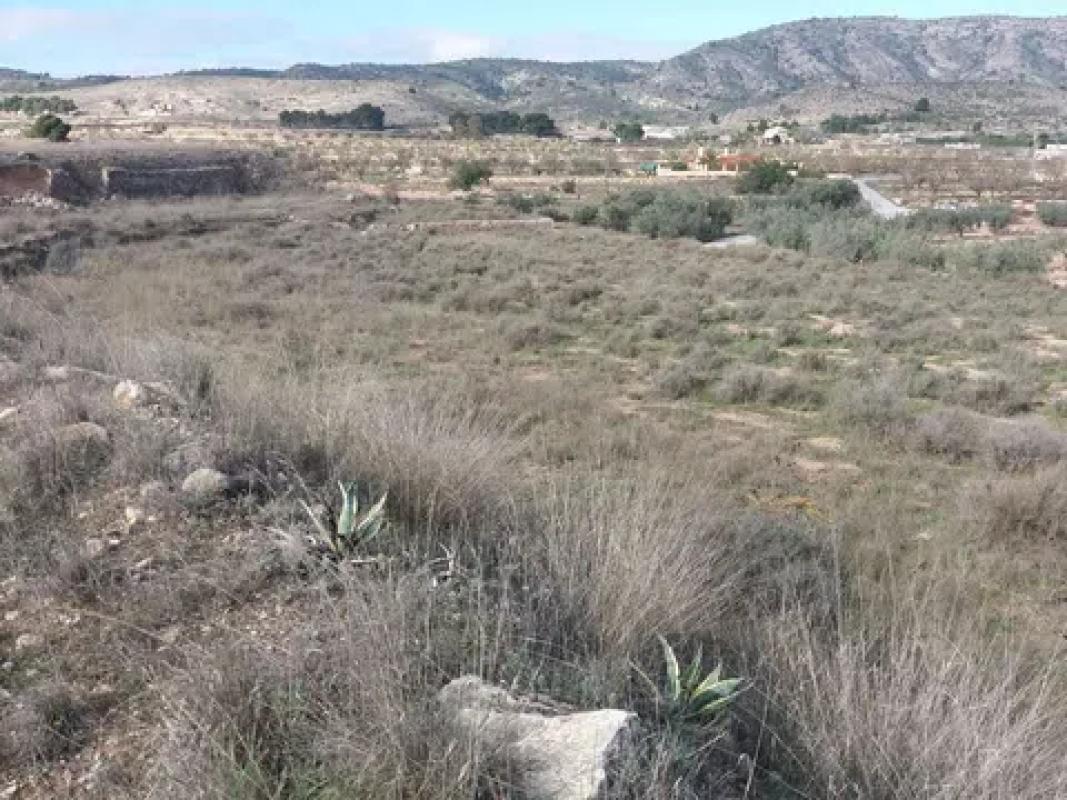 Terreno en venta en Monovar, Alicante photo 3