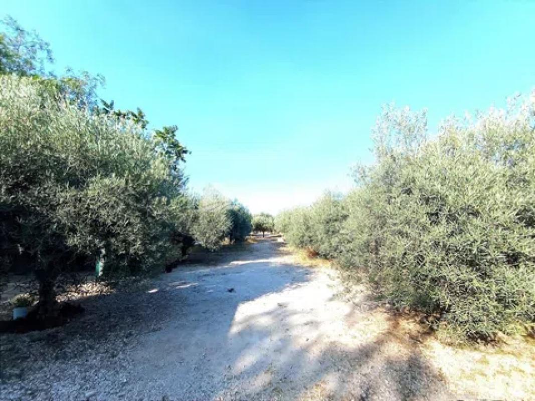 Terreno en venta en La Romana, Alicante photo 3