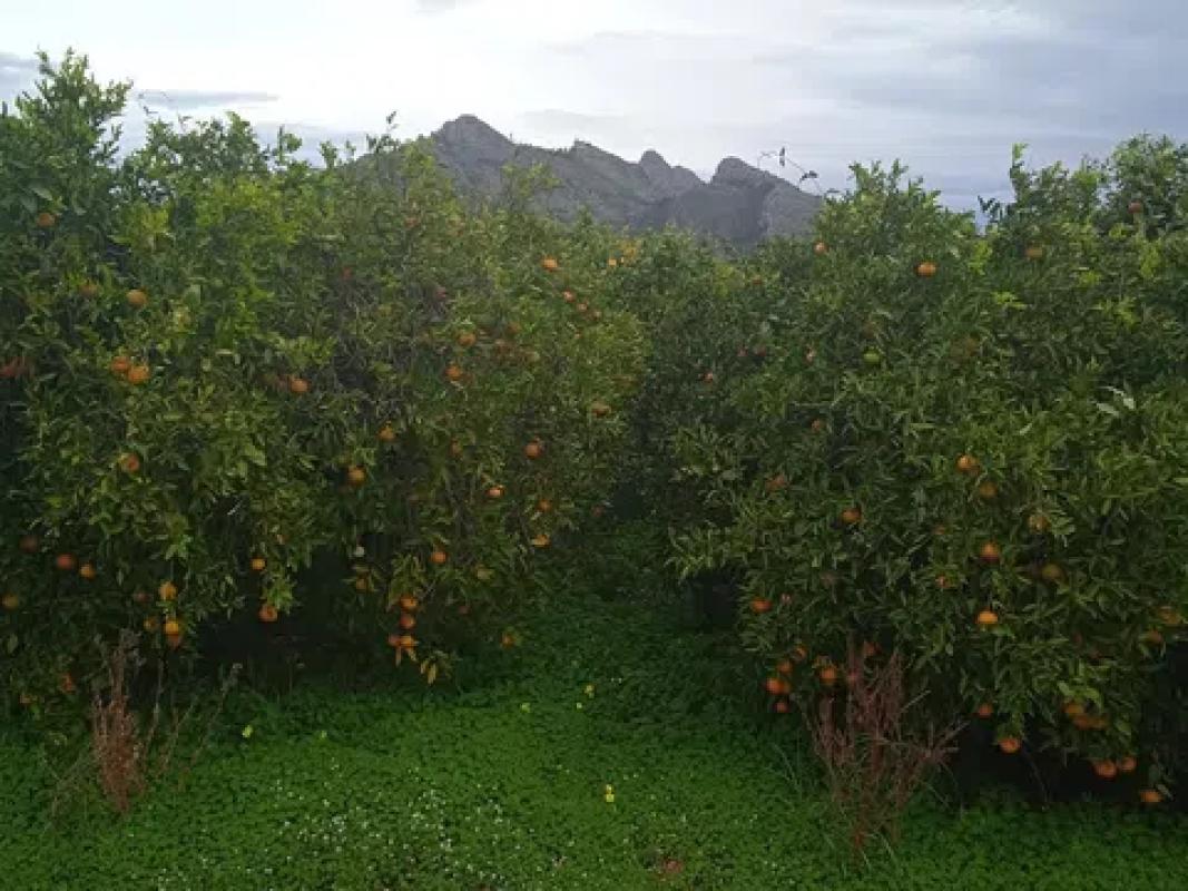 Land for sale in Sagra, Alicante photo 4